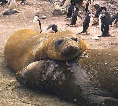 Southern elephant seals with penguins in the background