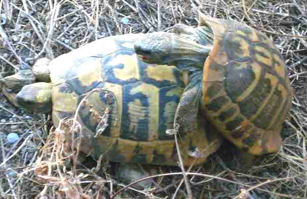 Horny tortoises