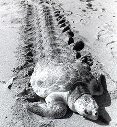 Turtle making tracks in a sand beach to lay eggs