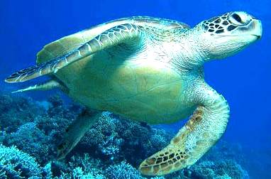 Trtle swimming near coral reef