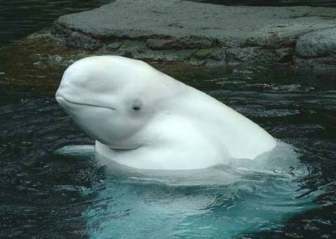 whale_beluga_surfaced.jpg