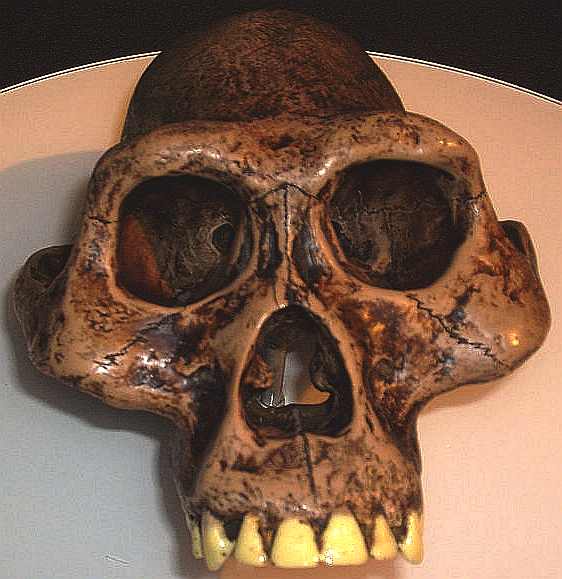 Reconstructed skull of Australopithecus afarensis 