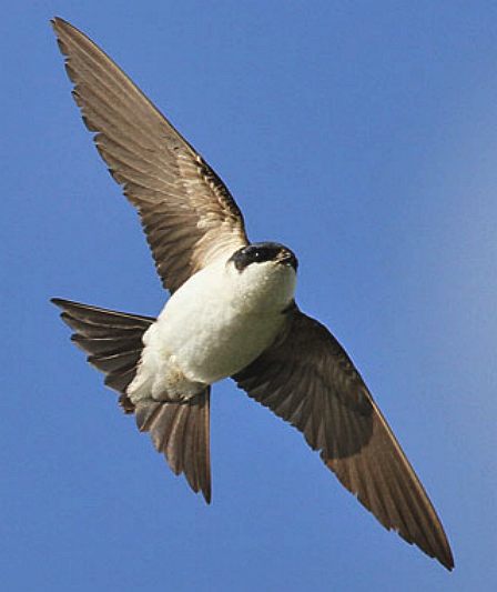 House Martin swooping left