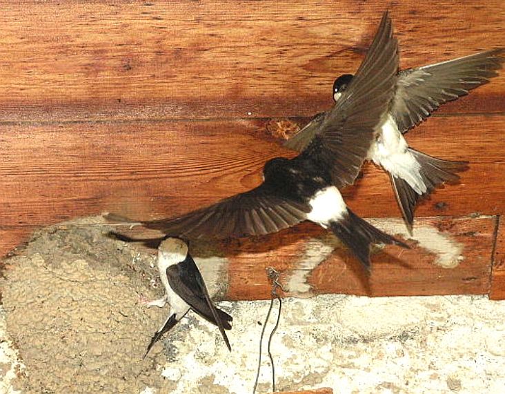 Lovely nesting shot of three house martins