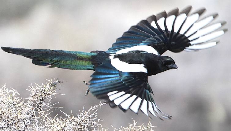 magpie-black-billed-european-pica-pica-blue-white-feathers.jpg