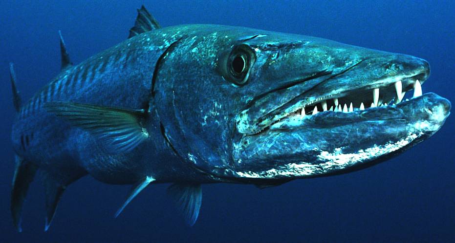 Barracuda, Feed and Grow Fish Wikia