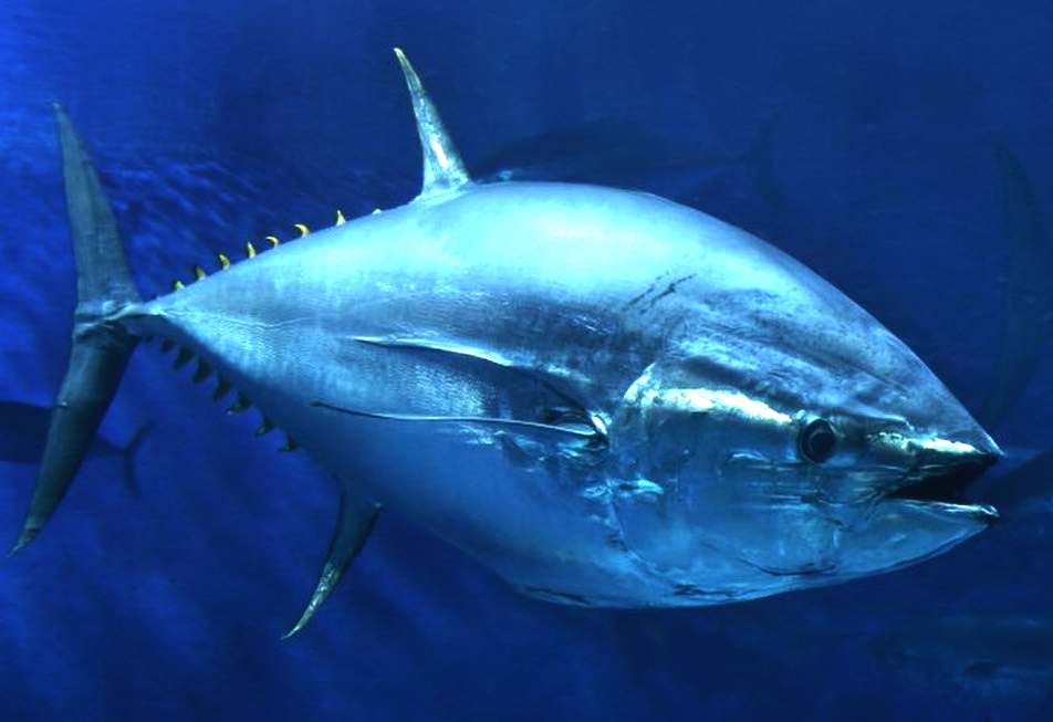 BLUEFIN TUNA FISH A TO Z ENDANGERED SPECIES