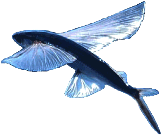 Flying fish, solar powered winged autonomous ship