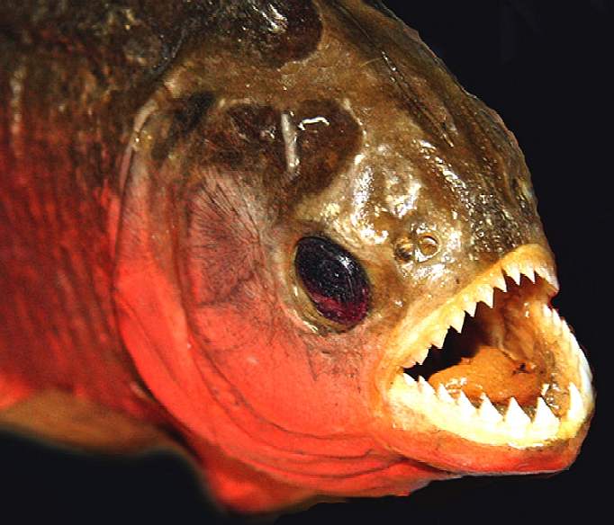 piranha fish eat cow