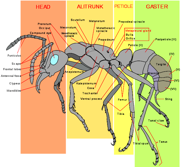 Diagram of a worker ant (Pachycondyla verenae)