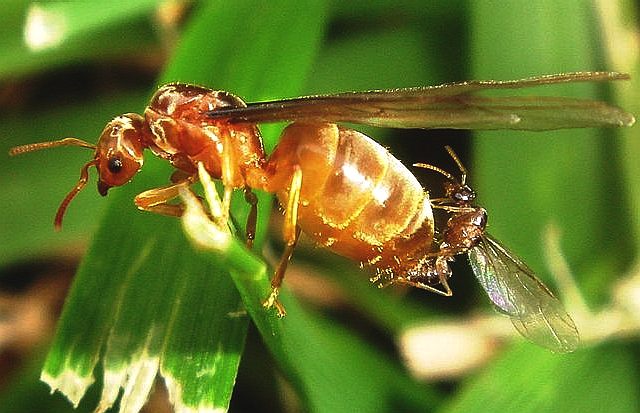 Queen and drone ant mating while flying