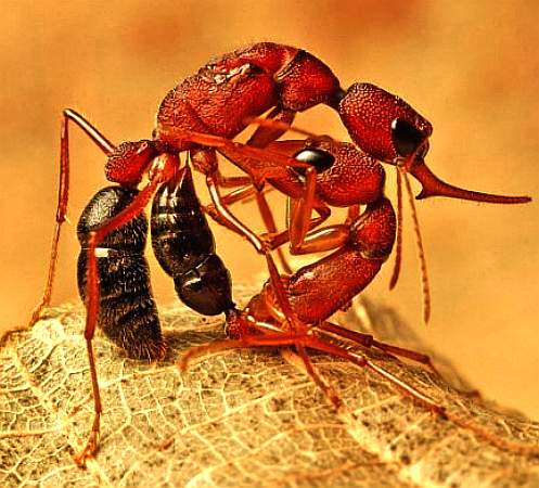 Australian jumper ants fighting
