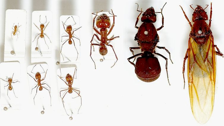 Leaf Cutter ants: workers, soldier, male and queen