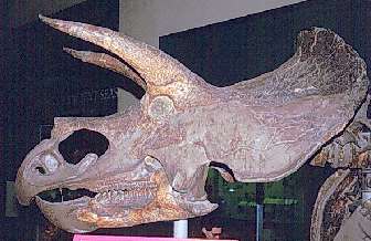 Triceratops, three horned dinosaur