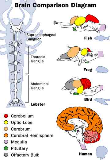 Brain comparison diagram