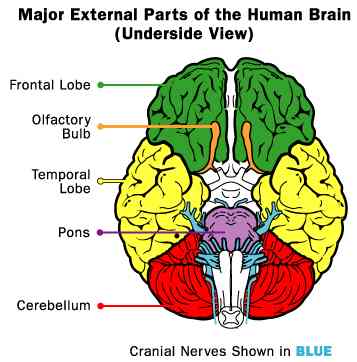 External parts of the Human Brain