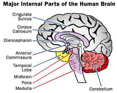 Major internal parts of the Human Brain