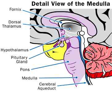Human Brain medula