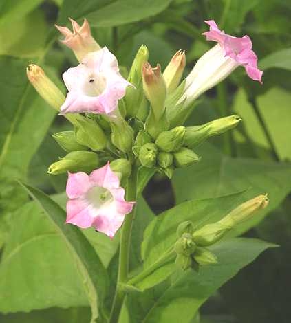 Tobacco plant in bllom, flower - Nicotine