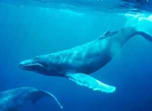 Humback whales underwater clear blue seas