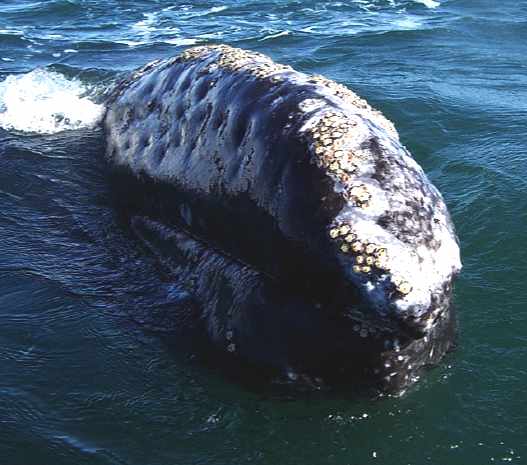 Gray whale head surfacing