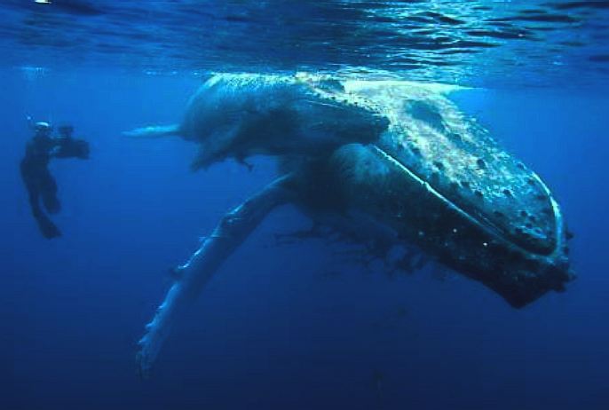 Humpback whale and baby calf