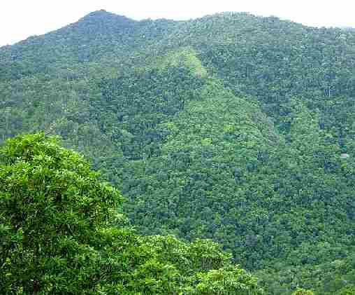 The Daintree Rainforest near Cairns Queensland, Australia