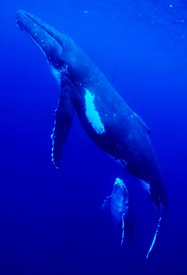 Humpback Whales submerged blue seas