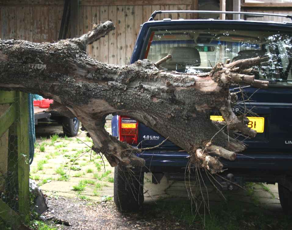 The huge limbs of this once magnificent Holm Oak, missed the Jeep by inches