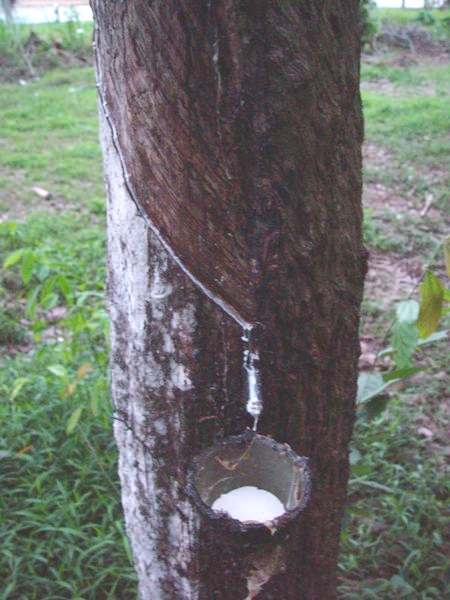 Rubber Tree dripping latex